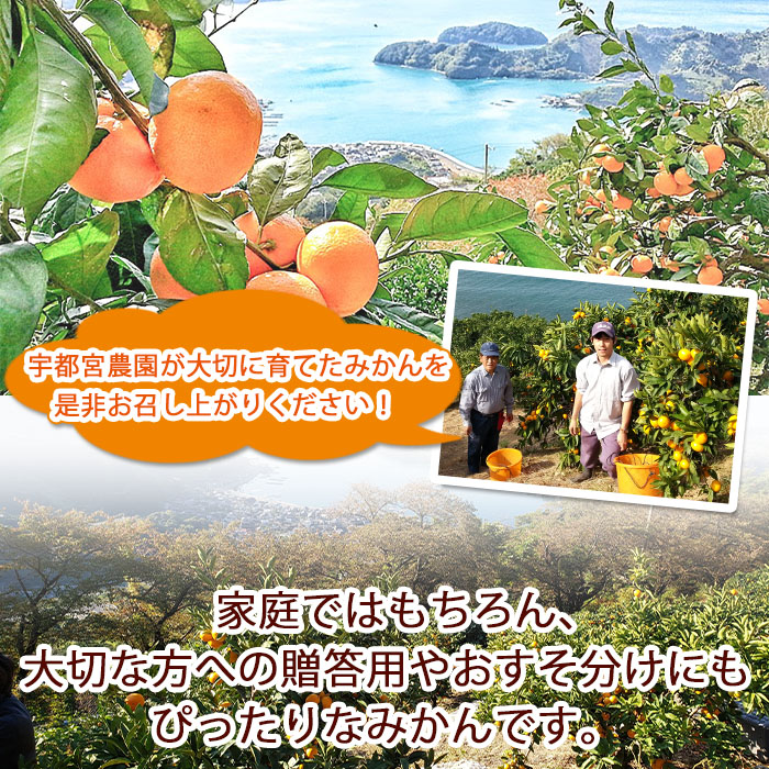 ＜産地直送！愛媛県明浜町産 温州みかん 約8kg＞ ミカン 蜜柑 柑橘類 フルーツ 果物 甘い おいしい おすそ分け ギフト 贈答 特産品 季節限定 期間限定 旬 宇都宮農園 愛媛県 西予市