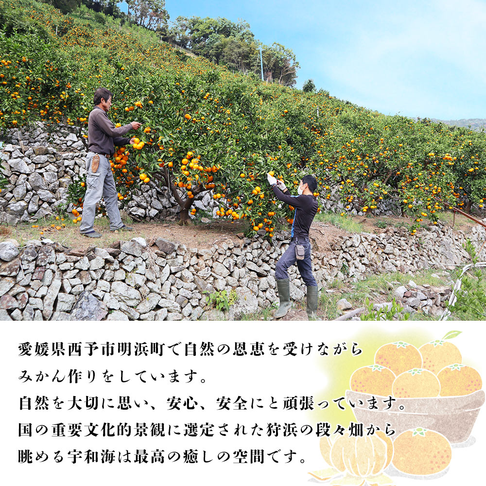 ＜夕焼け山農園 愛媛県西予市産 温州みかん 家庭用 約10kg（南柑20号）＞果物 フルーツ ミカン 柑橘 なんかん 訳あり 愛媛県 西予市