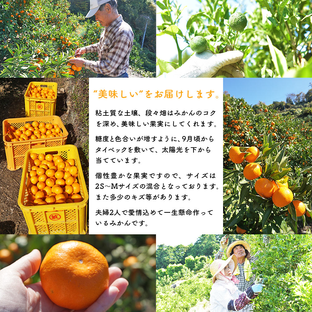 ＜浅井果樹園 温州みかん 約3kg（早生）＞ 柑橘 果物 フルーツ ミカン オレンジ ワセ 西宇和 愛媛県 西予市