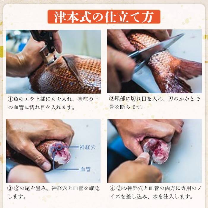 津本式究極の血抜き×白寿真鯛 セミドレス １尾（約1.5kg）