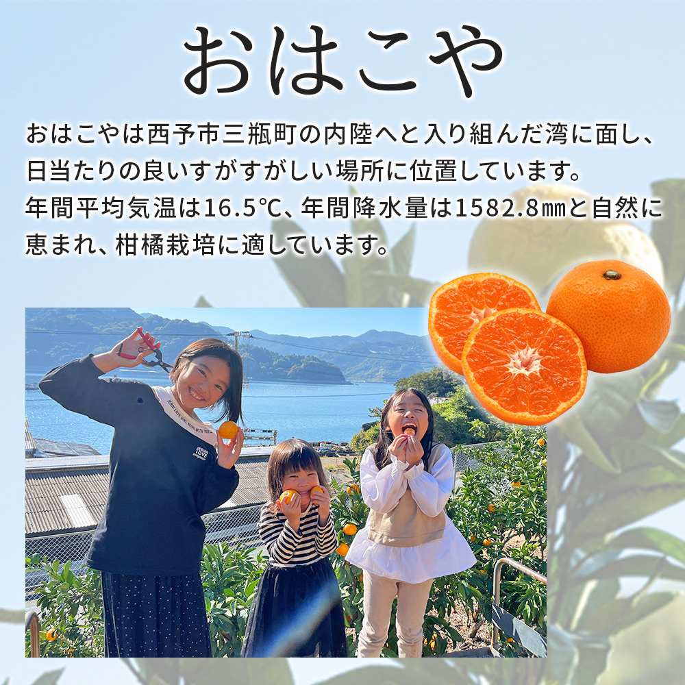 ＜おはこやがつくる 甘平 約2kg（L～3Lサイズ）＞ 果物 フルーツ 柑橘類 かんぺい カンペイ オレンジ みかん ミカン サイズ混合 おいしい 甘い 愛媛限定栽培 特産品 産地直送 西宇和 愛媛県 西予市 約２kg（寄附額8,000円）