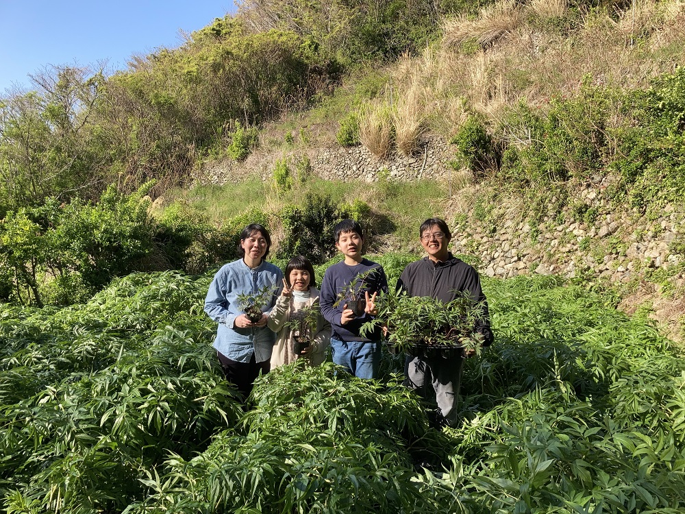 ジオで生まれた当帰茶（ティーバッグ）