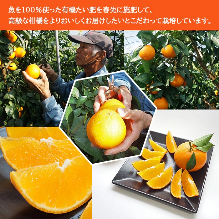 紅まどんなと同品種！＜山徳農園 「まどんな」 約4kg＞ 愛媛果試第28号 果物 くだもの マドンナ みかん ミカン 柑橘 フルーツ 産地直送 西宇和 愛媛県 西予市