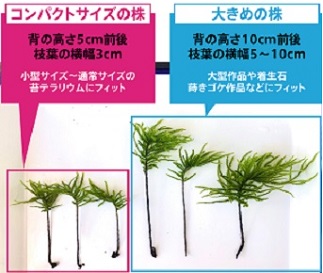 コウヤノマンネングサ [Climacium japonicum] 人工栽培品種 3本