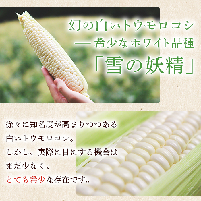 ＜朝霧（あさぎり）コーン 12本＞ 国産 雪の妖精 ホワイトコーン 白い 白 とうもろこし 幻のとうもろこし 生で食べられる 甘い 糖度が高い 朝霧コーン 野菜 株式会社ノムランド 愛媛県 西予市