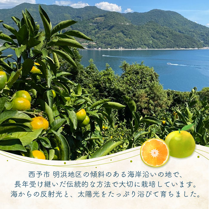 ＜浜風みかん 極早生 約５kg＞ごくわせ 柑橘 ミカン 果物 フルーツ 愛媛県 西予市