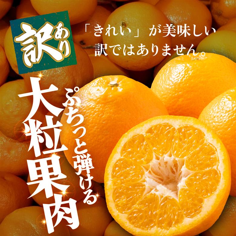 ＜【訳あり】愛媛県産 伊予柑 約1.5kg＞『2027年1月上旬～3月下旬迄順次発送予定』わけあり 訳アリ 果肉 いよかん ジューシー みかん 蜜柑 果物 くだもの フルーツ ミカン 果汁 国産 特産品 株式会社三代目みかん職人 愛媛 西予市【常温】