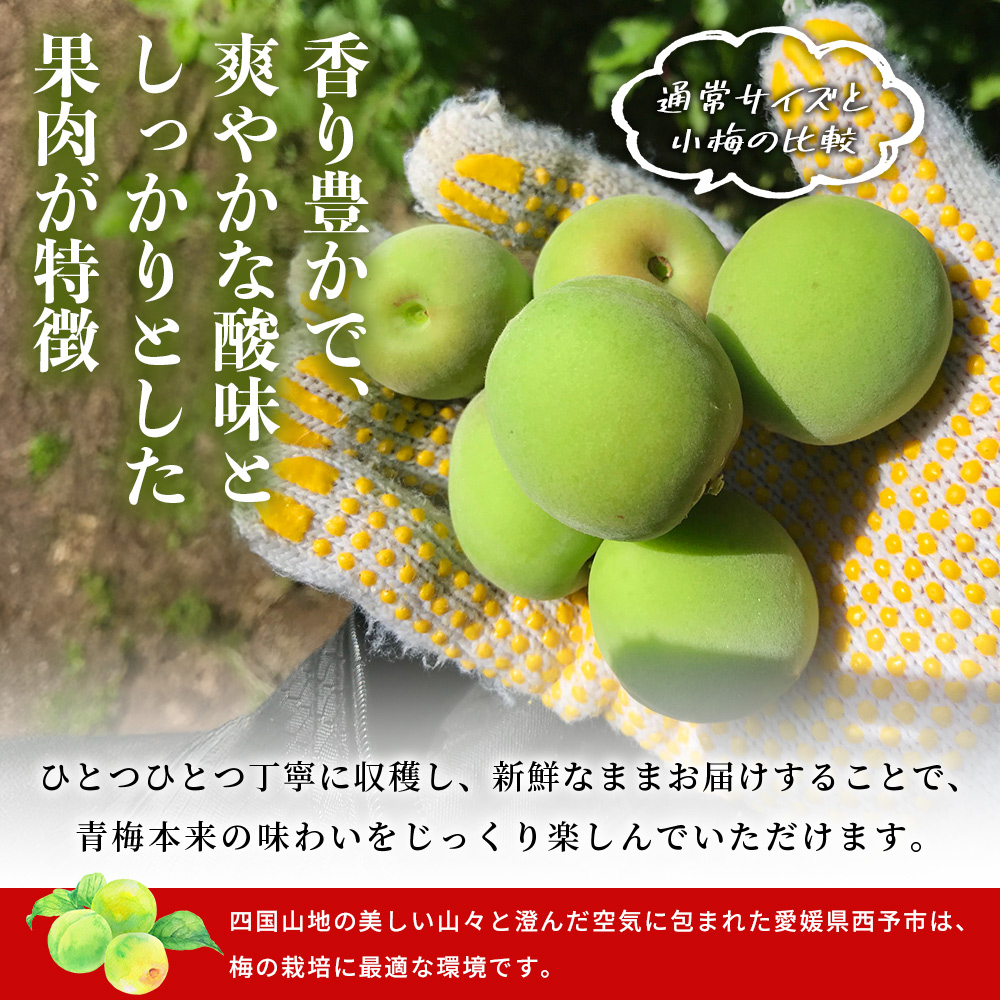 ＜愛媛県西予市産 青梅 約5kg＞ うめ ウメ あおうめ アオウメ 青うめ 青ウメ 梅干し 梅シロップ 梅酒 手作り えひめ活き生きファーマーズ 愛媛県 西予市