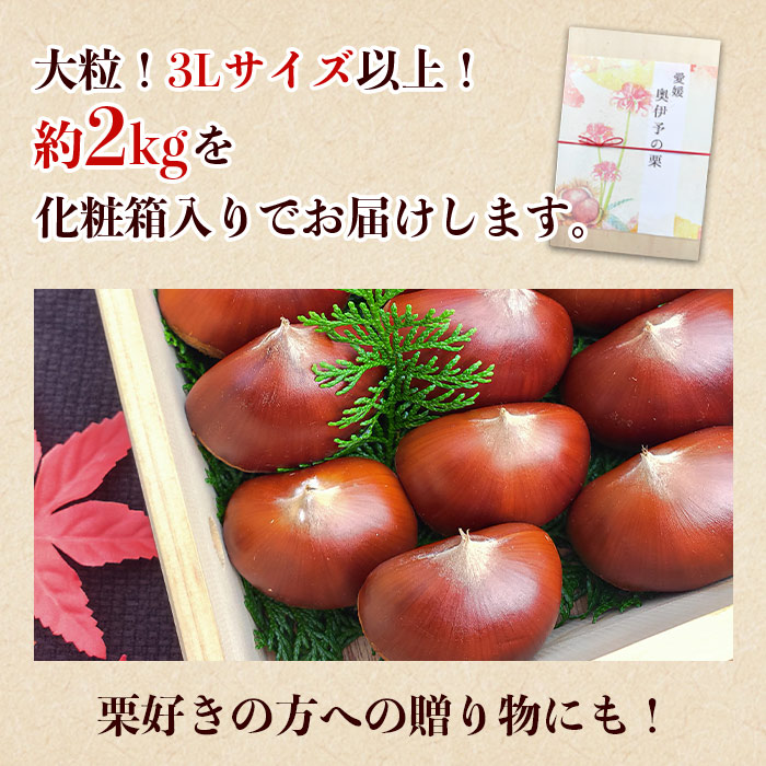 ＜西予市城川産 大きな生栗 3Lサイズ 約2kg（化粧箱入り）＞ くり 特大 大粒 マロン 焼き栗 栗ご飯 モンブラン 特産品 メニークエスト 愛媛県 西予市
