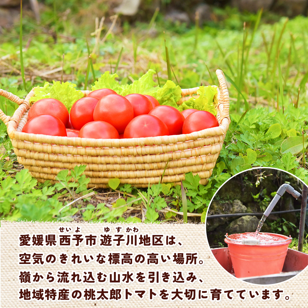 ＜桃太郎トマトの収穫体験（食堂ゆすかわのランチ付き）＞トマト収穫 体験 収穫 利用券 チケット 1名 1人 ランチ付き 桃太郎トマト トマト 持ち帰り 特産品 遊子川ザ・リコピンズ 愛媛県 西予市