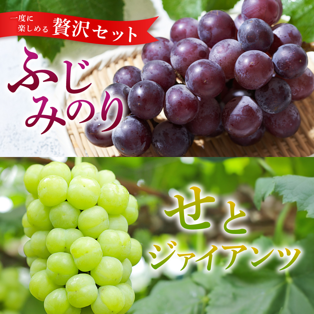 ＜西予の極上ぶどう四彩セット 約2kg＞ 果物 くだもの フルーツ ぶどう 葡萄 ブドウ 4種 詰め合わせ 食べ比べ 藤稔 瀬戸ジャイアンツ ゴルビー ピオーネ 紫玉 特産品 ファームNINOMIYA 愛媛県 西予市