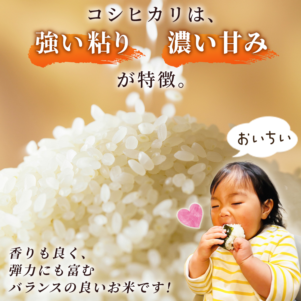 ＜令和7年産 コシヒカリ 約5kg 西予市宇和町産＞ 白米 精米 楠さんの一等米相当 選べる こしひかり お米 コメ こめ ご飯 ごはん 早く届く スピード発送 愛媛県 西予市