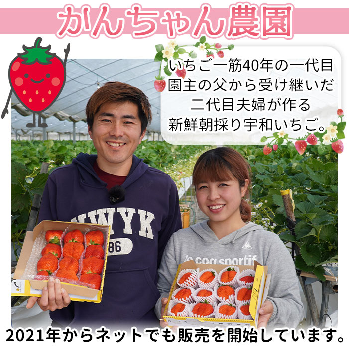 ＜農家厳選 新鮮朝採り 宇和いちご 大粒 3箱（合計約2kg）＞ イチゴ 苺 果物 フルーツ くだもの ストロベリー かおりの 直送 愛媛県 西予市