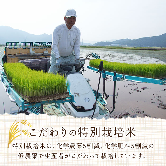 ＜令和6年産 西予市宇和町産 特別栽培米コシヒカリ・にこまる 食べ比べセット 合計4kg（各2kg）＞ お米 コメ 白米 精米 ご飯 ライス 穀物 こしひかり 晩稲 大粒 特産品 三好フク 愛媛県 西予市