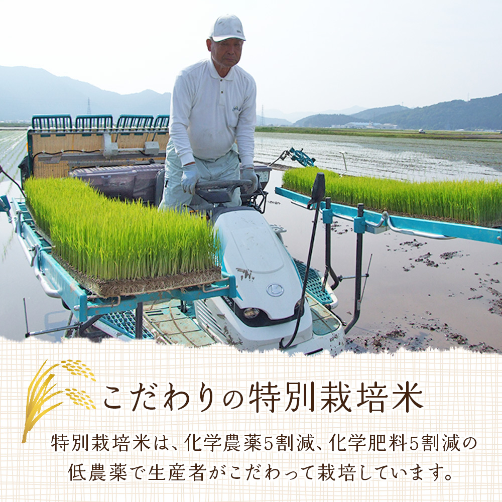 ＜令和7年産 西予市宇和町産 特別栽培米コシヒカリ 10kg＞ お米 コメ こめ 白米 精米 ご飯 白飯 ごはん ライス 穀物 こしひかり コシヒカリ 朝食 低農薬 特産品 愛媛県産 西予市産 宇和町産 三好フク 愛媛県 西予市