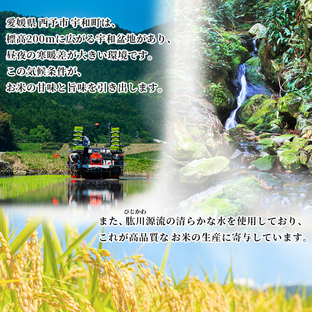 ＜令和7年産 愛媛県西予市産 コシヒカリ 10kg＞ お米 コメ こめ 白米 精米 ご飯 新鮮 10キロ 国産 愛媛県産 宇和町産 こしひかり 特産品 もとき農園 愛媛県 西予市