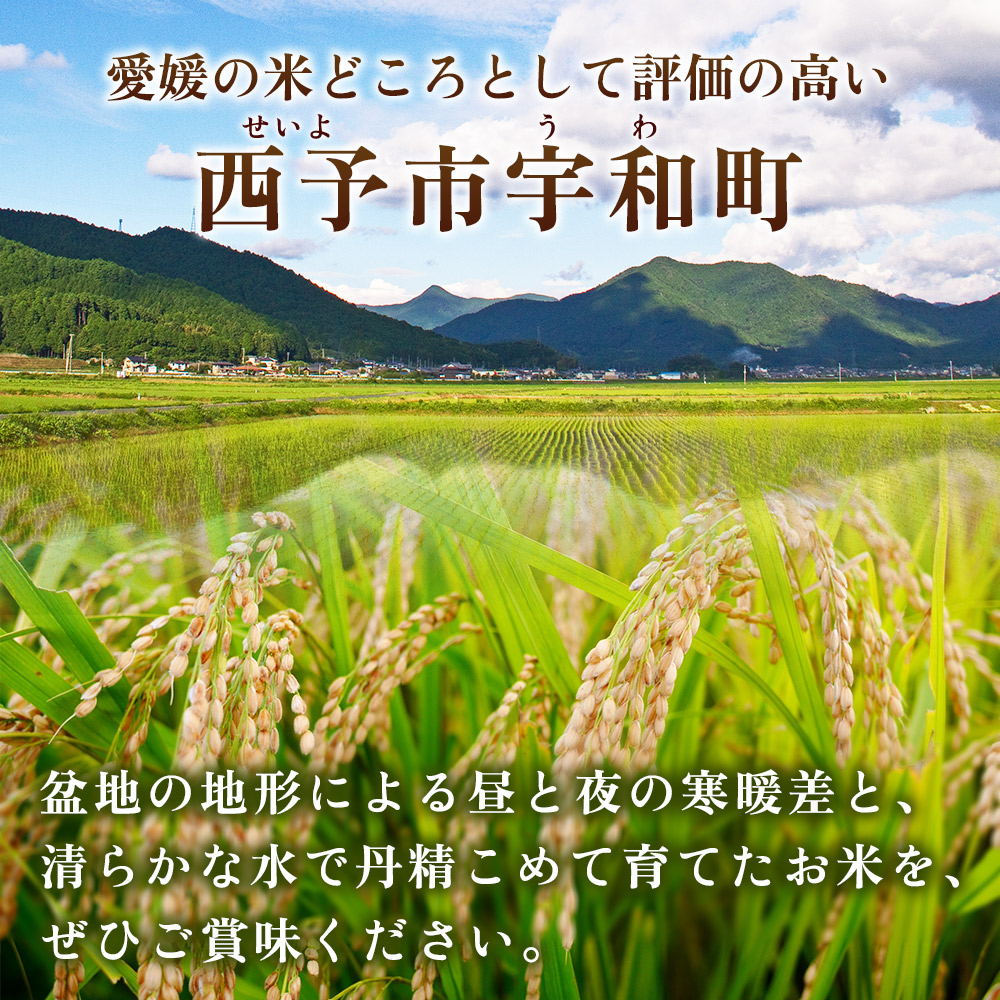＜にじのきらめき 約10kg＞ 10キロ ニジノキラメキ 米 お米 コメ こめ 白米 精米 ご飯 ライス 大粒 穀物 西予応援米 特産品 愛媛県産 西予市産 宇和町産 前田農園 愛媛県 西予市