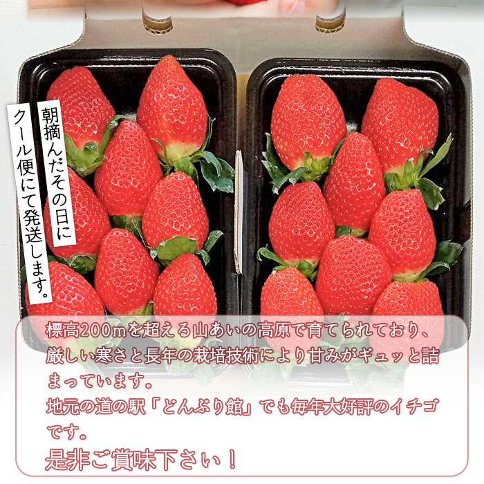 ＜イチゴ「かおり野」贈答用 4パック 大竹農園直送＞ いちご 苺 ギフト 果物 フルーツ お取り寄せ 甘い 糖度 朝摘み 朝採れ プレゼント 贈り物 お礼 お祝い 特産品 愛媛県 西予市