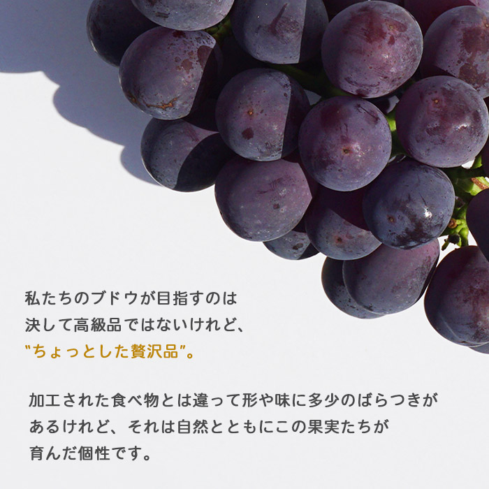 ＜旬のブドウ 三色詰合せ 約1.5kg＞ 果物 フルーツ ぶどう ブドウ 葡萄 3種類 セット 詰め合わせ つめあわせ 食べ比べ お楽しみ 期間限定 季節限定 特産品 りの果樹園 愛媛県 西予市