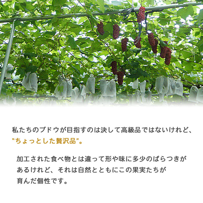 ＜旬のブドウ　西予市産　藤稔　約1.5kg＞ 果物 フルーツ ぶどう 葡萄 ふじみのり 大粒 季節限定 りの果樹園 愛媛県 約1.5kg（寄附額11,000円）