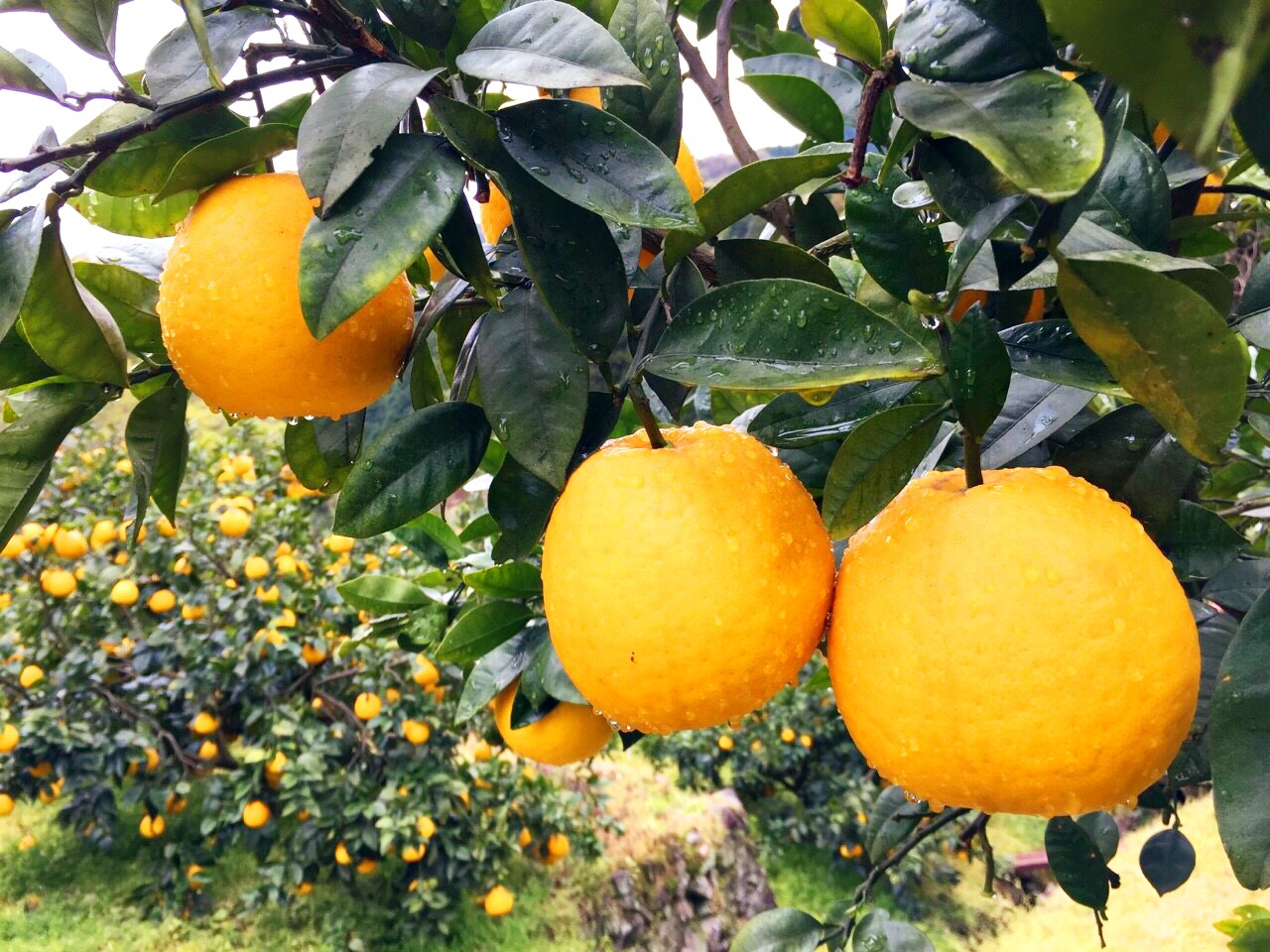 ＜ジューシーゴールド（河内晩柑） ご家庭用 約4kg＞ 訳あり 果物 フルーツ かわちばんかん みかん オレンジ 柑橘 愛媛県 西予市