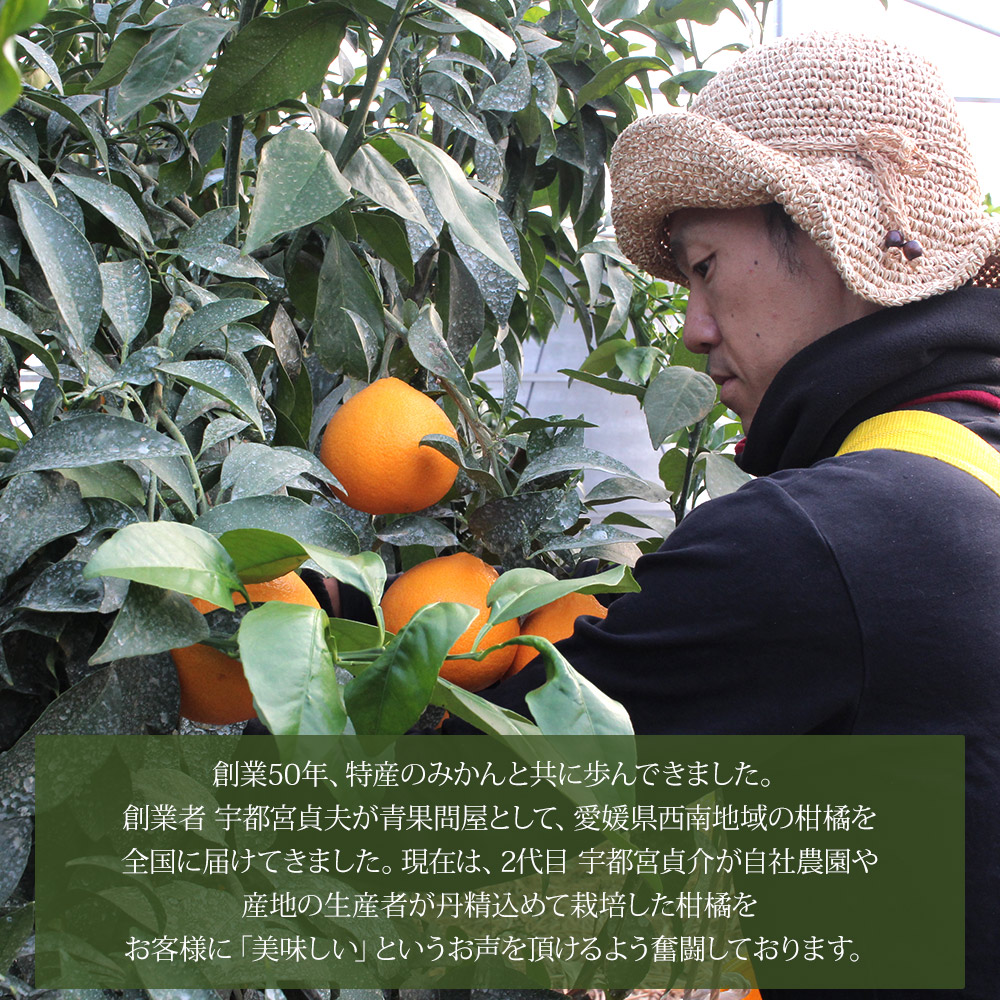 ＜木成り ジューシーゴールド（河内晩柑）ご家庭用 約6kg（S～2L混合）＞ 訳あり 果物 フルーツ かわちばんかん みかん オレンジ 柑橘 愛媛県 西予市