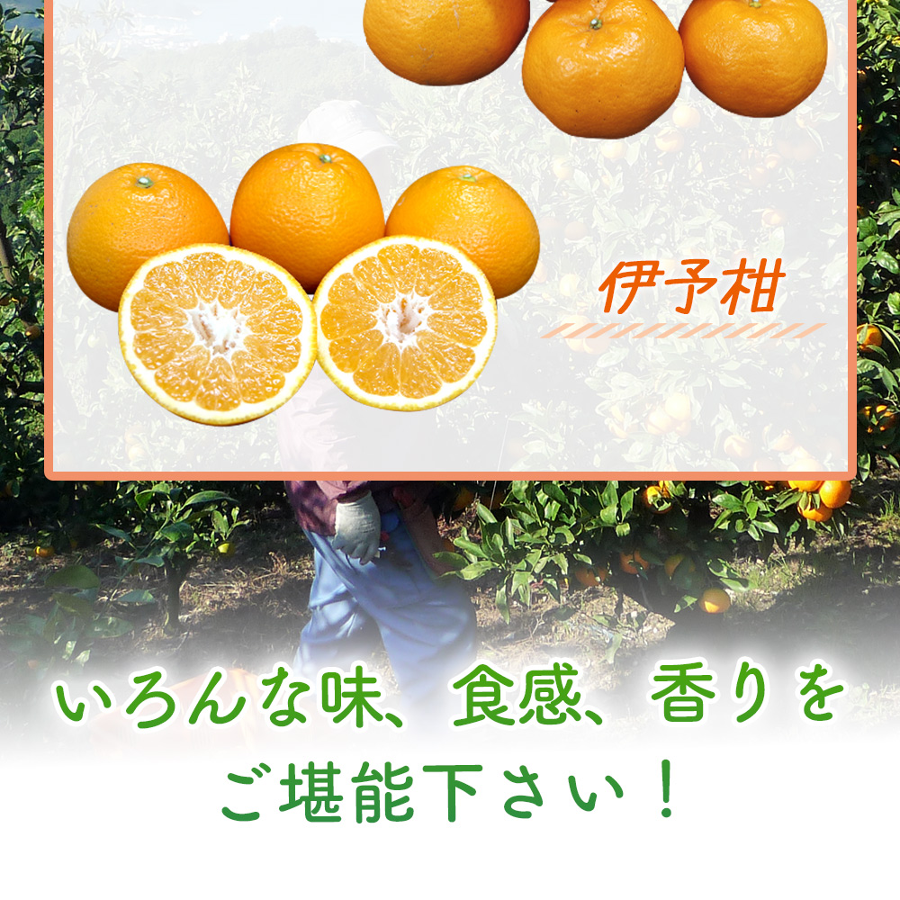 ＜ 1月発送！旬の柑橘 詰め合わせセット 3種×各2kg（ハレヒメ・ポンカン・伊予柑）＞ 果物 フルーツ みかん ミカン 蜜柑 柑橘 オレンジ 特産品 宇都宮物産 愛媛県 西予市