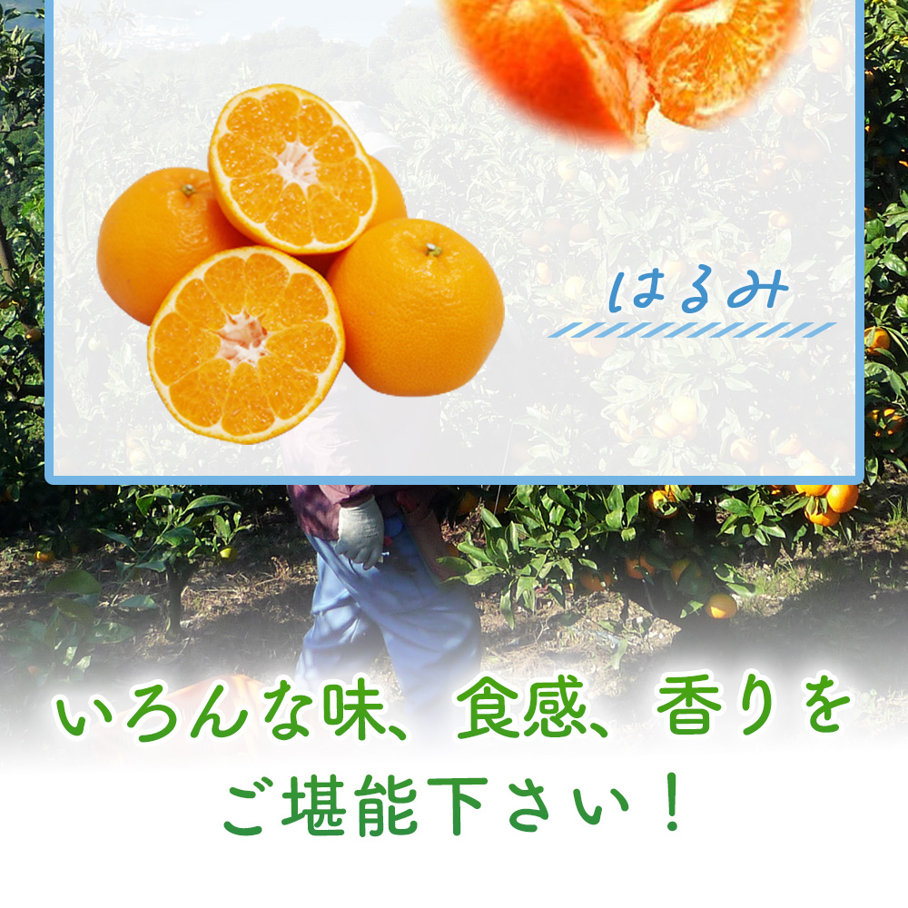 ＜ 2月発送！旬の柑橘 詰め合わせセット 3種×各2kg（せとか・甘平・はるみ）＞ 果物 フルーツ みかん ミカン 蜜柑 柑橘 オレンジ 特産品 宇都宮物産 愛媛県 西予市