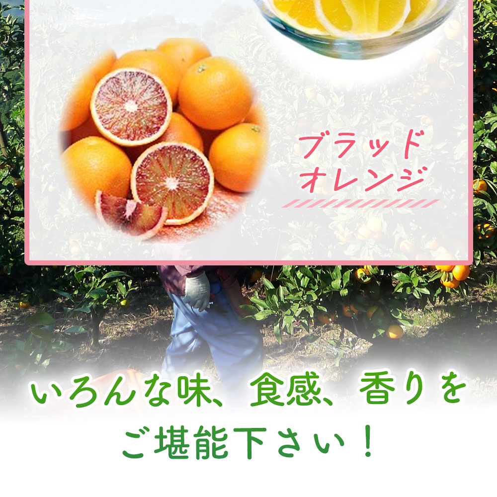 ＜ 4月発送！旬の柑橘 詰め合わせセット 3種×各2kg（清見・ニューサマー小夏・ブラッドオレンジ）＞ 果物 フルーツ みかん ミカン 蜜柑 柑橘 オレンジ 特産品 宇都宮物産 愛媛県 西予市