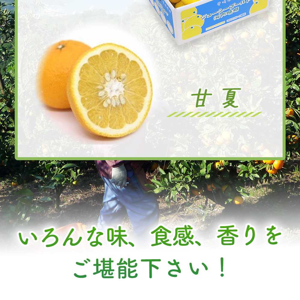 ＜ 5月発送！旬の柑橘 詰め合わせセット 3種×各2kg（なつみ・ジューシーゴールド・甘夏）＞ 果物 フルーツ みかん ミカン 蜜柑 柑橘 オレンジ 特産品 宇都宮物産 愛媛県 西予市