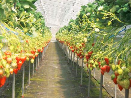 大竹農園直送　イチゴ「かおり野」 贈答用　６パック　【１月～４月配送】