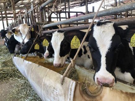 奥伊予城川の味 特製サトチカプリン（6個セット）