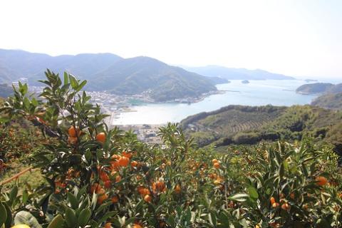 【訳あり】黒田農園直送　西宇和産温州みかん　10㎏(南柑20号、サイズ不揃い)