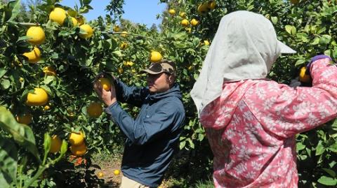 黒田農園直送　西宇和産河内晩柑　8kg(サイズ不揃い）
