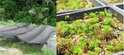 コウヤノマンネングサ [Climacium japonicum] 人工栽培品種 5本