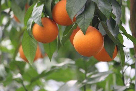 宇和のマドンナ　M～L寸（数量限定）