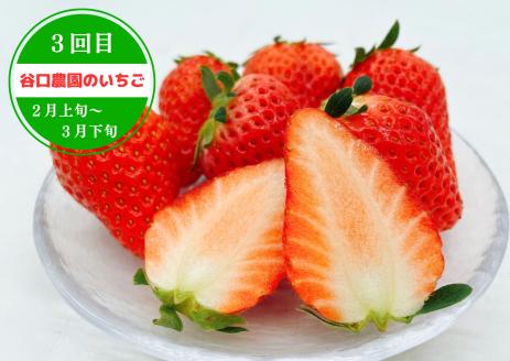 【定期便全3回】紅マドンナジュース・愛媛みかん・谷口農園のいちご（紅い雫）