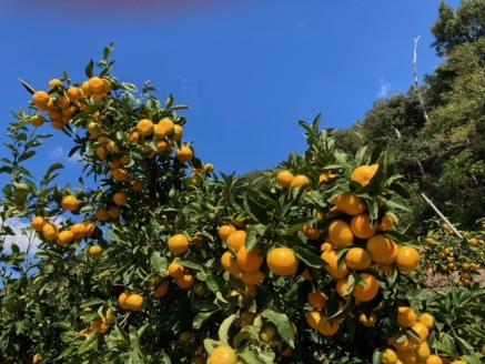 でん助農園の温州みかんリレー　訳あり　３回定期便（極早生・早生・中生）