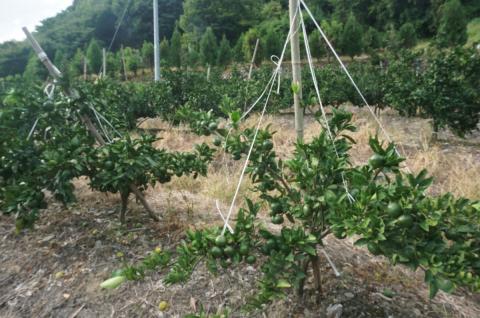 愛媛県西宇和産　でん助みかん（極早生）5kg　ご家庭用