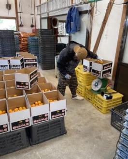 明浜産 浜のみかん屋直送 温州みかん 贈答用（10kg）