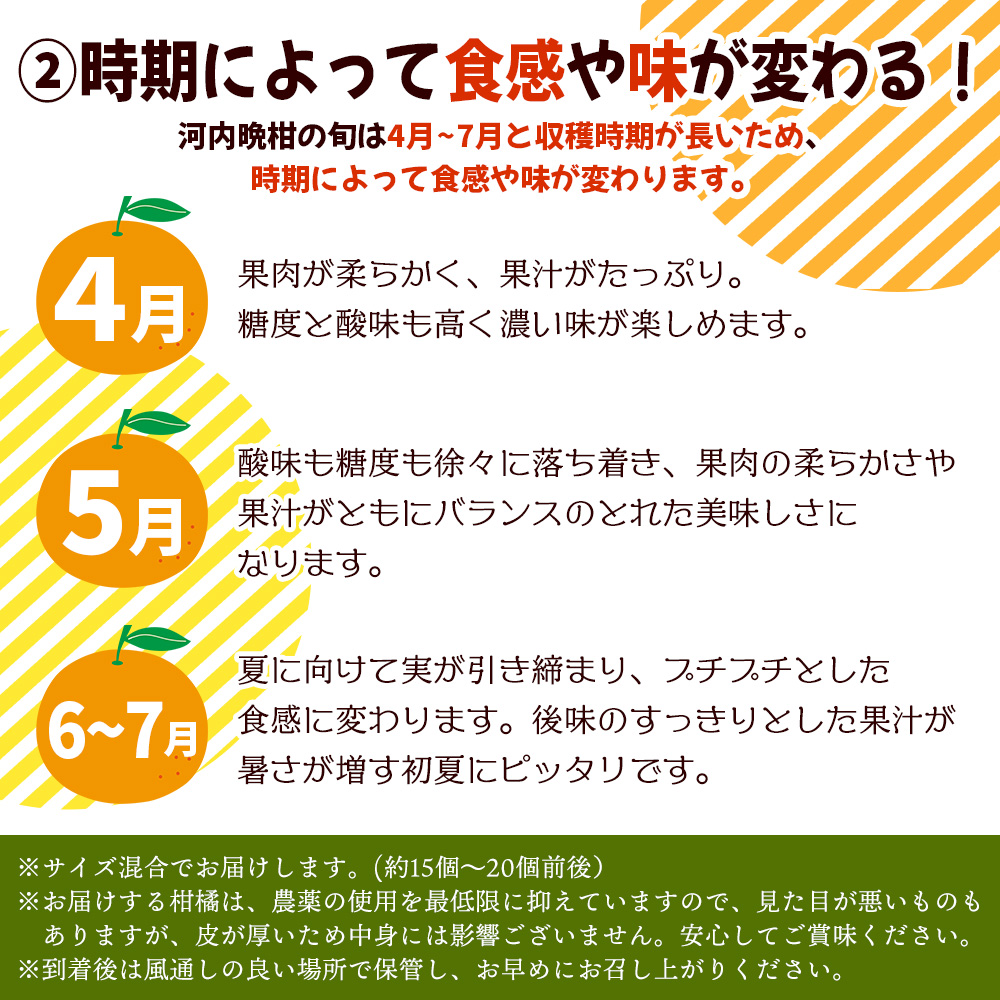 ＜【4月発送】旬をお届け！河内晩柑 約7kg＞ みかん ミカン 蜜柑 果物 柑橘類 果実 オレンジ フルーツ かわちばんかん カワチバンカン 15～20個前後 特産品 明浜産 二ノ宮商事 愛媛県 西予市