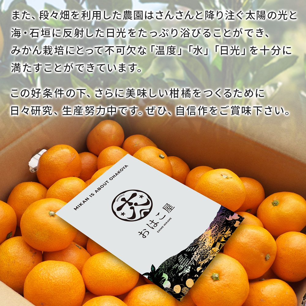 ＜おはこやがつくる 甘平 約2kg（L～3Lサイズ）＞ 果物 フルーツ 柑橘類 かんぺい カンペイ オレンジ みかん ミカン サイズ混合 おいしい 甘い 愛媛限定栽培 特産品 産地直送 西宇和 愛媛県 西予市 約２kg（寄附額8,000円）