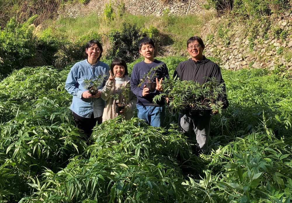 ジオで生まれた当帰茶（茶葉）
