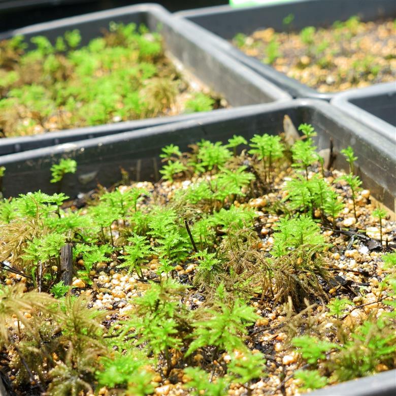 コウヤノマンネングサ [Climacium japonicum] 人工栽培品種 3本