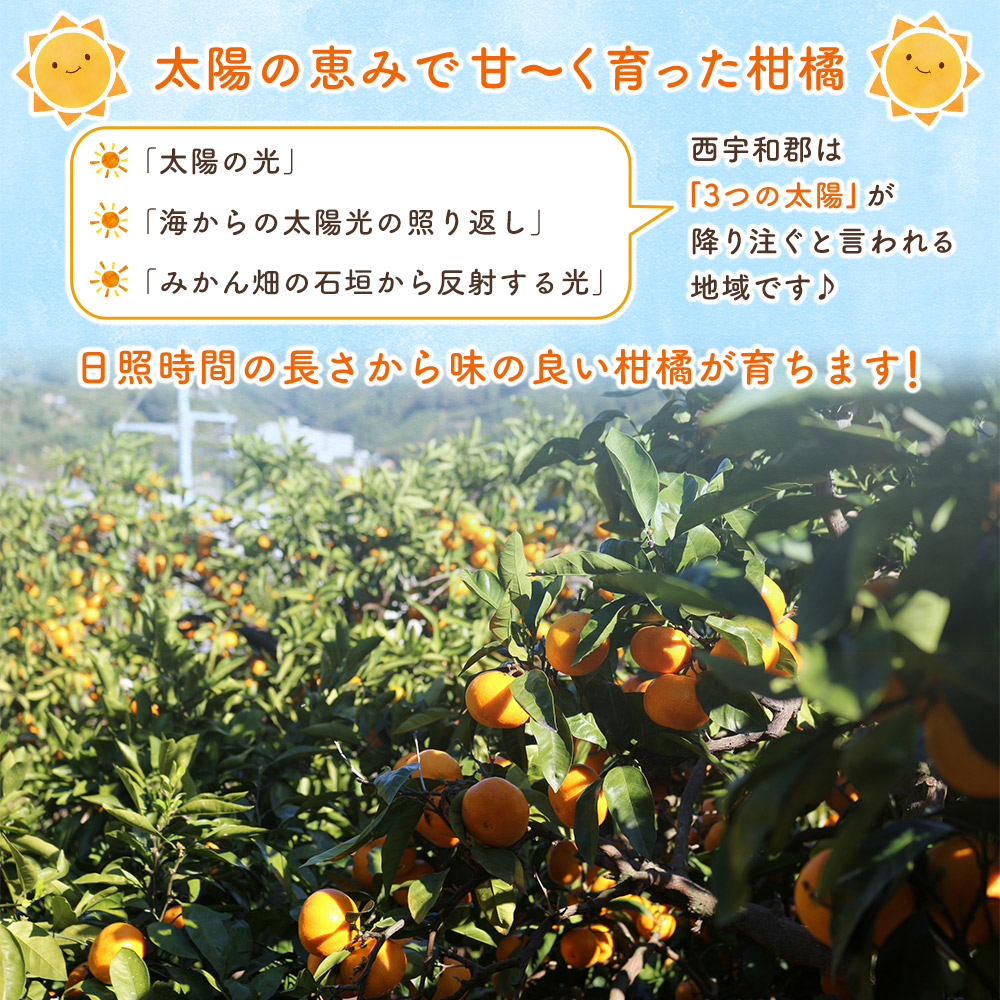 ＜マーマレード・ジャム 3種セット＞ 国産 愛媛県産 西宇和 マーマレード ジャム セット 3個 産地直送 季節のジャム みかん ミカン 果物 フルーツ 柑橘 オレンジ 蜜柑 手作り 果実 手作りジャム 小林果園 愛媛県 西予市