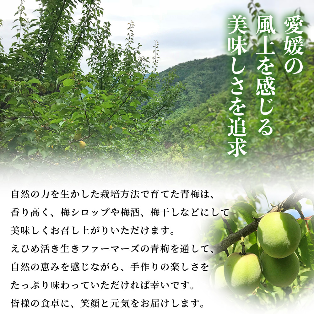 ＜愛媛県西予市産 青梅 約3kg＞ うめ ウメ あおうめ アオウメ 青うめ 青ウメ 梅干し 梅シロップ 梅酒 手作り えひめ活き生きファーマーズ 愛媛県 西予市