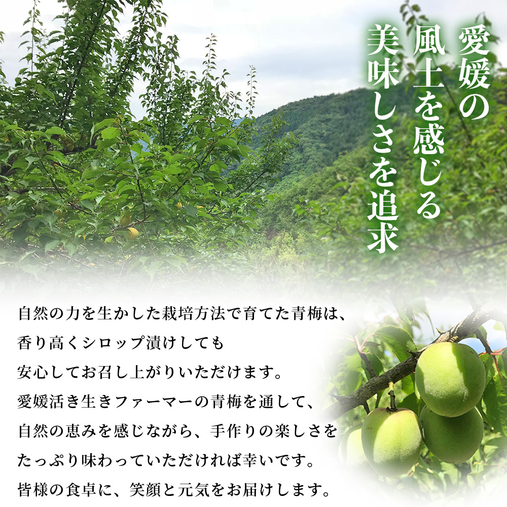＜愛媛県西予市産 青梅（小梅） 約3kg＞ うめ ウメ 1.5cm前後 白加賀 小梅 あおうめ アオウメ 梅干し 梅シロップ 梅酒 手作り えひめ活き生きファーマーズ 愛媛県 西予市