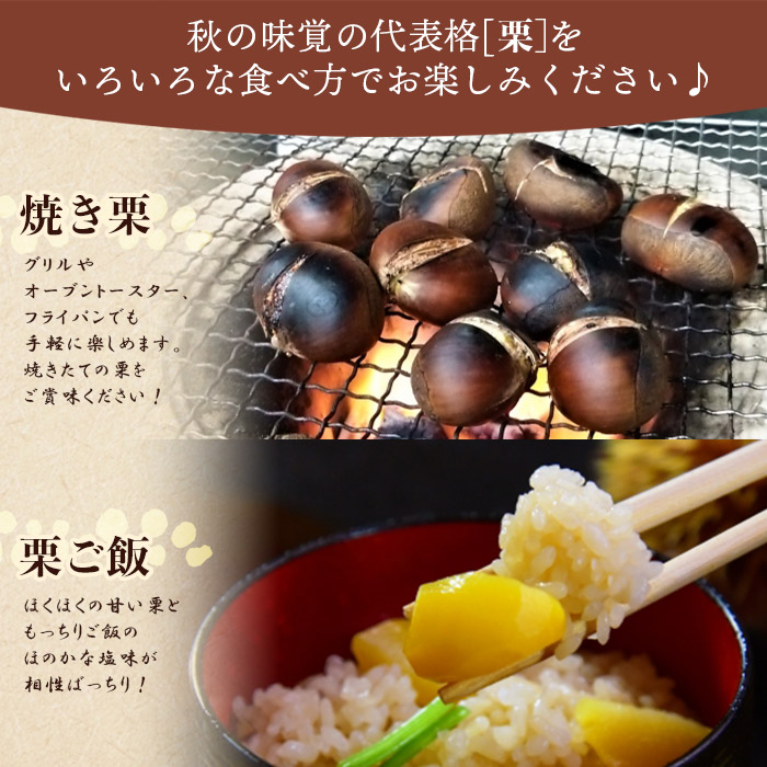 ＜西予市城川産 大きな生栗 3Lサイズ 約1kg（化粧箱入り）＞くり 特大 大粒 マロン 焼き栗 栗ご飯 モンブラン 特産品 メニークエスト 愛媛県 西予市