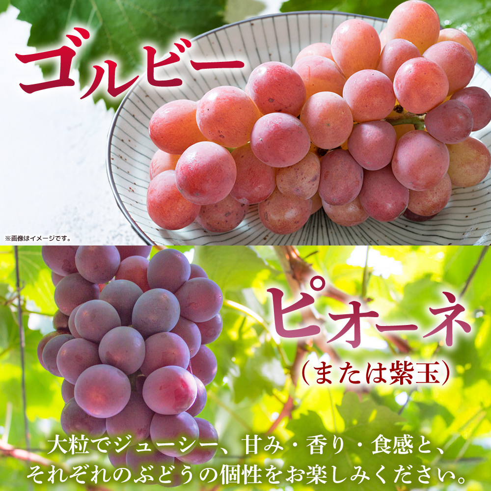 ＜西予の極上ぶどう四彩セット 約2kg＞ 果物 くだもの フルーツ ぶどう 葡萄 ブドウ 4種 詰め合わせ 食べ比べ 藤稔 瀬戸ジャイアンツ ゴルビー ピオーネ 紫玉 特産品 ファームNINOMIYA 愛媛県 西予市
