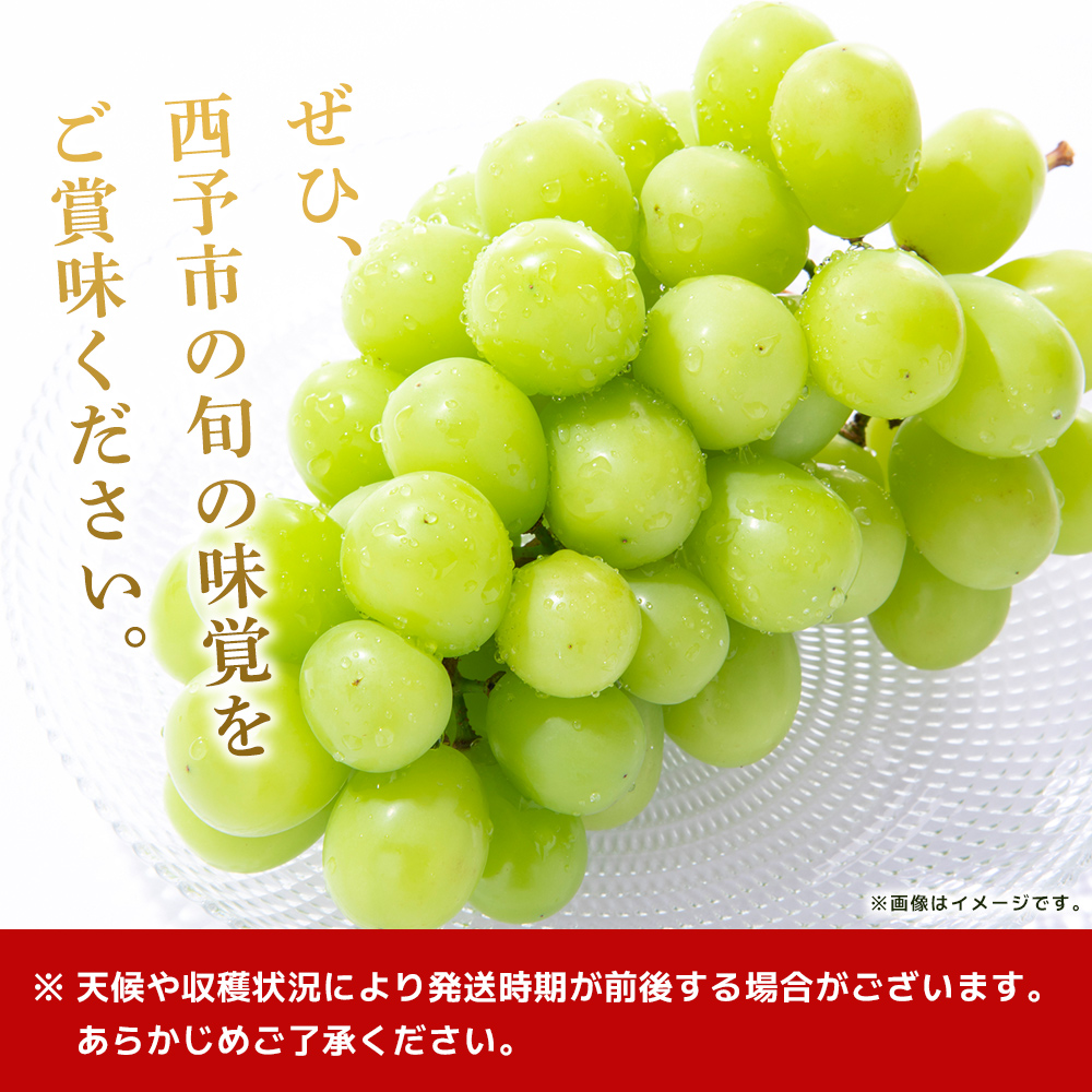 ＜シャインマスカット 約2kg＞ 果物 くだもの フルーツ ぶどう 葡萄 ブドウ シャインマスカット しゃいんますかっと 4～5房 大粒 糖度 極上 種なし 甘い 皮ごと 特産品 ファームNINOMIYA 愛媛県 西予市